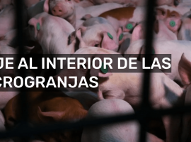 En Profundidad sobre macrogranjas