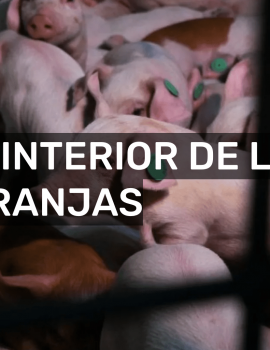 En Profundidad sobre macrogranjas
