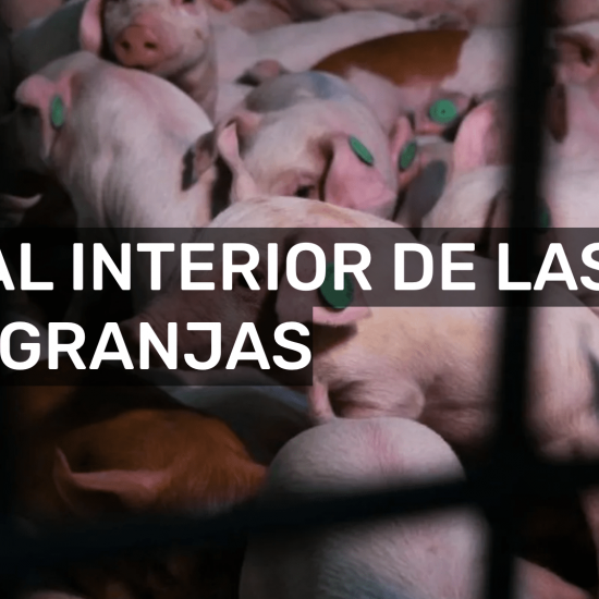 En Profundidad sobre macrogranjas