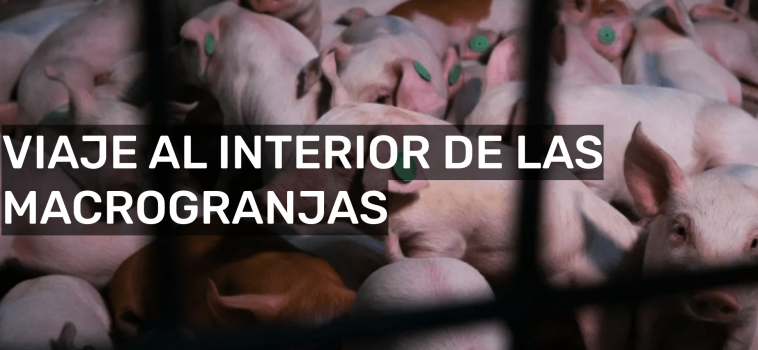 En Profundidad sobre macrogranjas