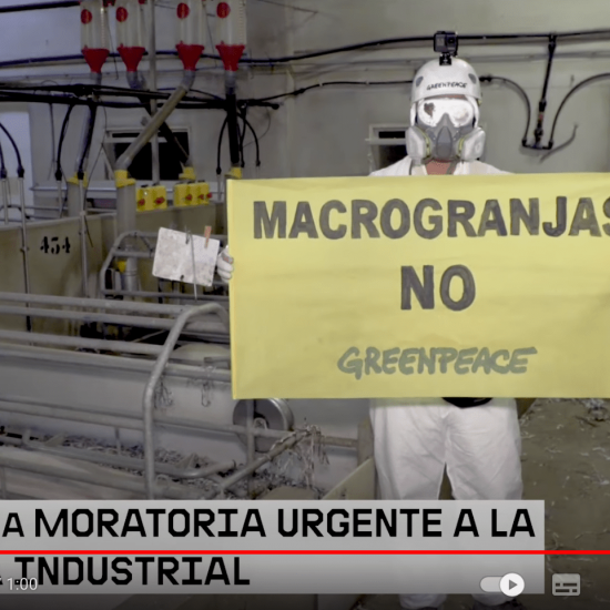 Viaje al interior de las macrogranjas